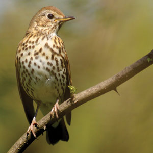 Hearing lets us hear birdsong that improves physical wellbeing